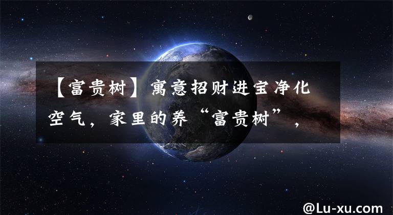 【富贵树】寓意招财进宝净化空气,家里的养“富贵树”,就该选元宝树