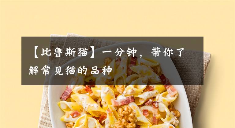 【比鲁斯猫】一分钟，带你了解常见猫的品种