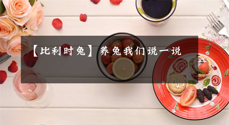 【比利时兔】养兔我们说一说