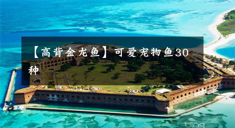 【高背金龙鱼】可爱宠物鱼30种