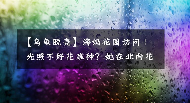 【乌龟脱壳】海妈花园访问 | 光照不好花难种?她在北向花园种出绣球花海