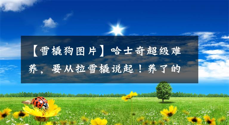 【雪橇狗图片】哈士奇超级难养，要从拉雪橇说起！养了的主人后悔了吗？