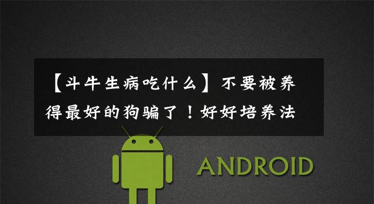【斗牛生病吃什么】不要被养得最好的狗骗了！好好培养法国斗牛犬。你注意到这些问题了吗？
