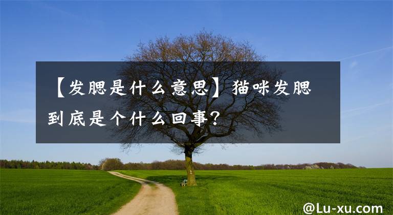 【发腮是什么意思】猫咪发腮到底是个什么回事？