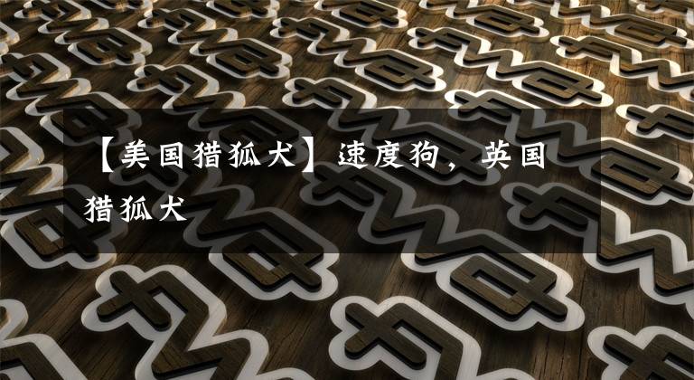 【美国猎狐犬】速度狗，英国猎狐犬