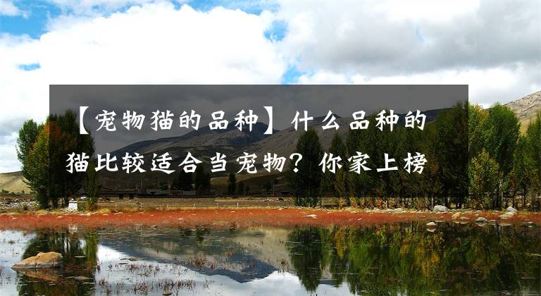 【宠物猫的品种】什么品种的猫比较适合当宠物?你家上榜了吗