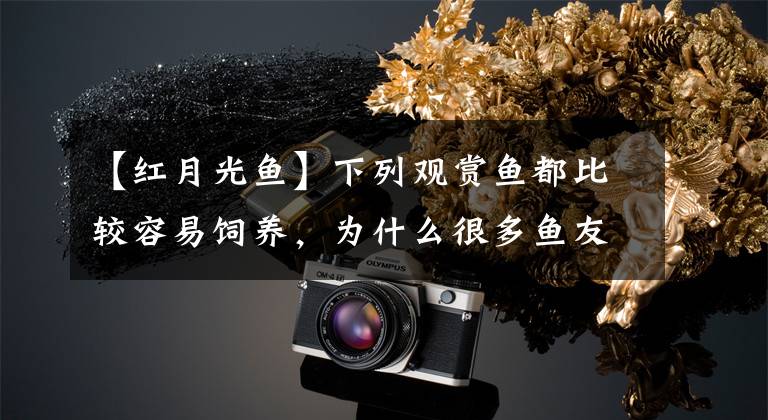 【红月光鱼】下列观赏鱼都比较容易饲养,为什么很多鱼友不愿意饲养它们呢?