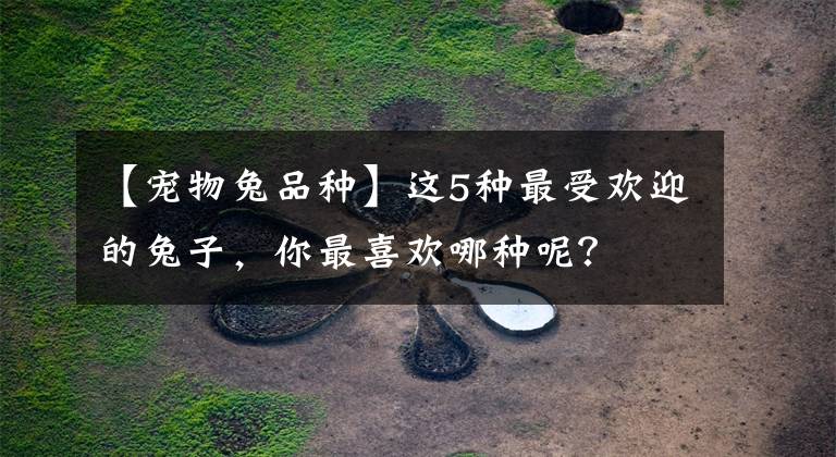 【宠物兔品种】这5种最受欢迎的兔子,你最喜欢哪种呢?