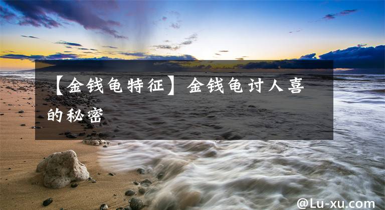 【金钱龟特征】金钱龟讨人喜的秘密