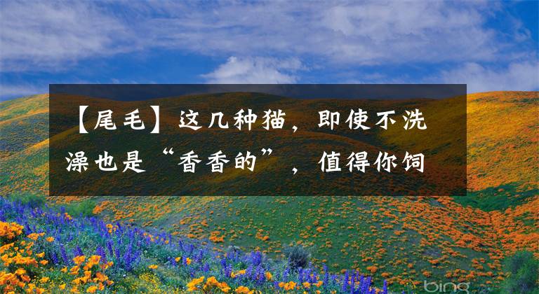 【尾毛】这几种猫，即使不洗澡也是“香香的”，值得你饲养
