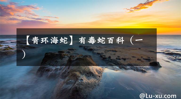 【青环海蛇】有毒蛇百科（一）