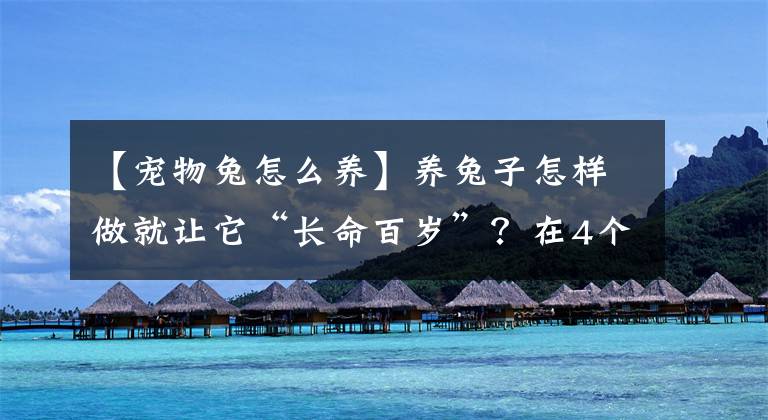 【宠物兔怎么养】养兔子怎样做就让它“长命百岁”？在4个方面注意，其实不难