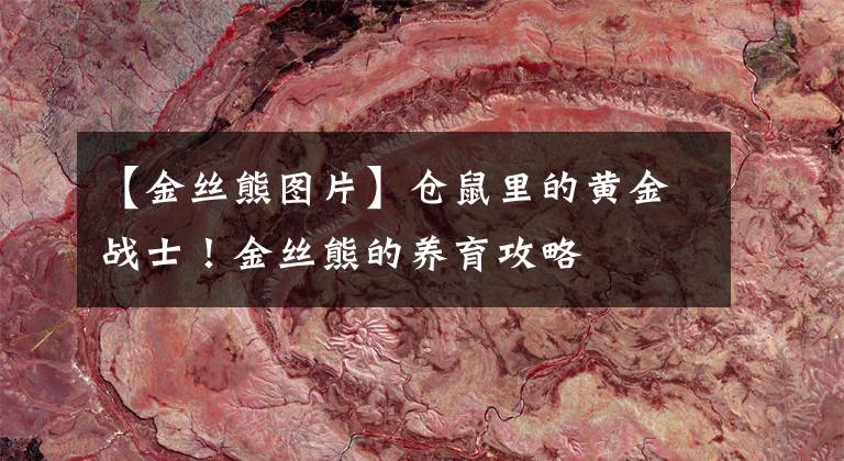 【金丝熊图片】仓鼠里的黄金战士！金丝熊的养育攻略