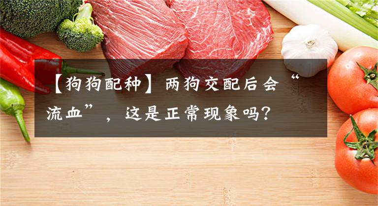 【狗狗配种】两狗交配后会“流血”，这是正常现象吗？