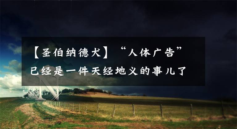 【圣伯纳德犬】“人体广告”已经是一件天经地义的事儿了