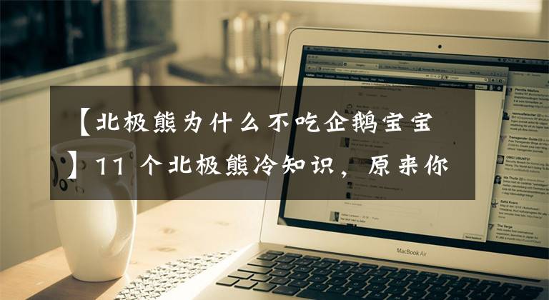 【北极熊为什么不吃企鹅宝宝】11 个北极熊冷知识,原来你是这样的花心熊