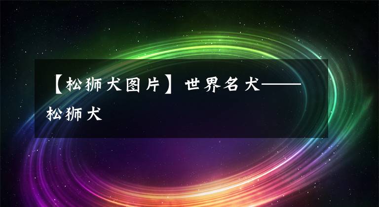 【松狮犬图片】世界名犬——松狮犬