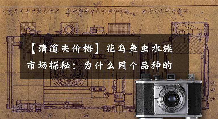【清道夫价格】花鸟鱼虫水族市场探秘：为什么同个品种的观赏鱼，价格差别巨大