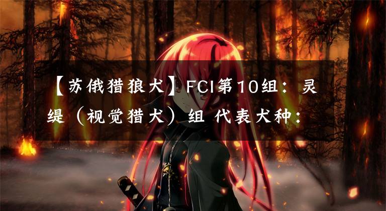 【苏俄猎狼犬】FCI第10组：灵缇（视觉猎犬）组 代表犬种：阿富汗猎犬