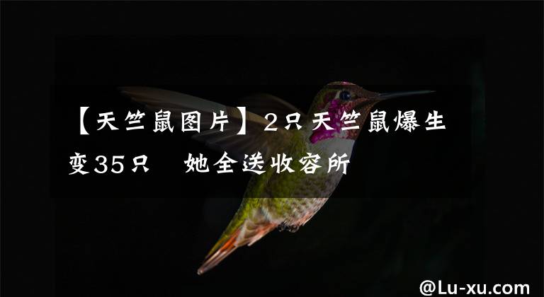 【天竺鼠图片】2只天竺鼠爆生变35只　她全送收容所