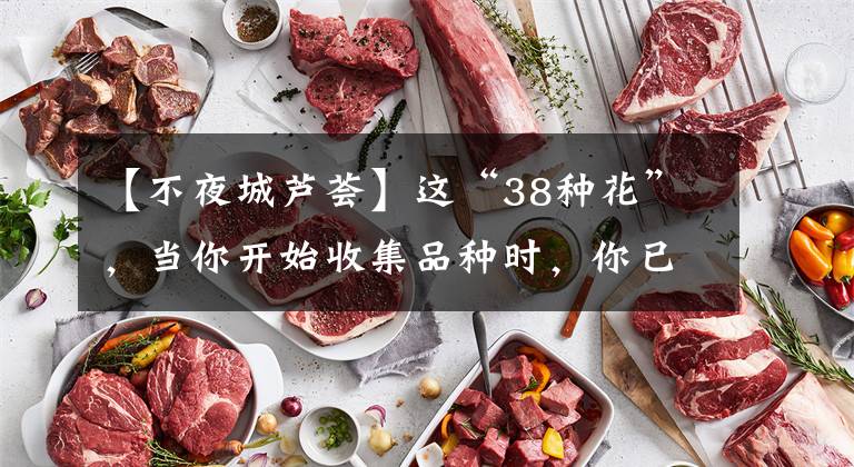 【不夜城芦荟】这“38种花”，当你开始收集品种时，你已入坑颇深