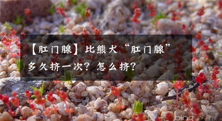 【肛门腺】比熊犬“肛门腺”多久挤一次?怎么挤?