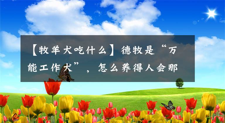 【牧羊犬吃什么】德牧是“万能工作犬”，怎么养得人会那么少？这6点是原因！