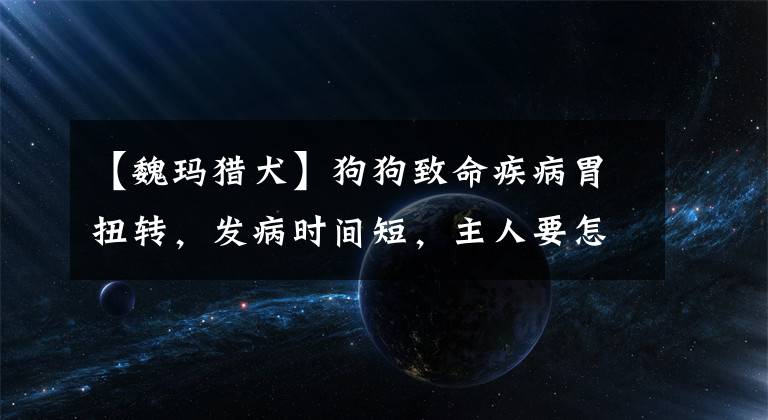 【魏玛猎犬】狗狗致命疾病胃扭转，发病时间短，主人要怎么快速判断？