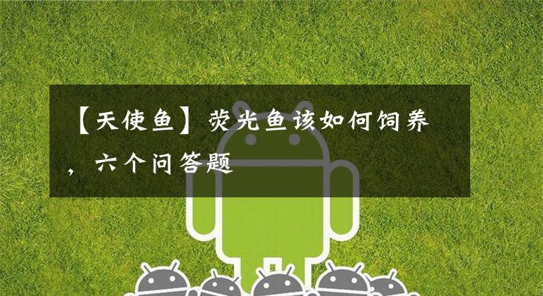 【天使鱼】荧光鱼该如何饲养,六个问答题