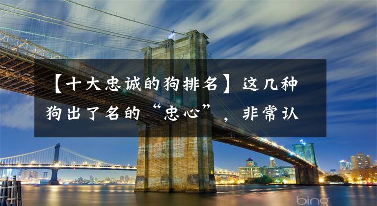 【十大忠诚的狗排名】这几种狗出了名的“忠心”，非常认主，不易被拐跑