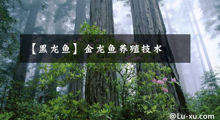 【黑龙鱼】金龙鱼养殖技术