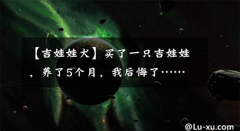 【吉娃娃犬】买了一只吉娃娃，养了5个月，我后悔了……