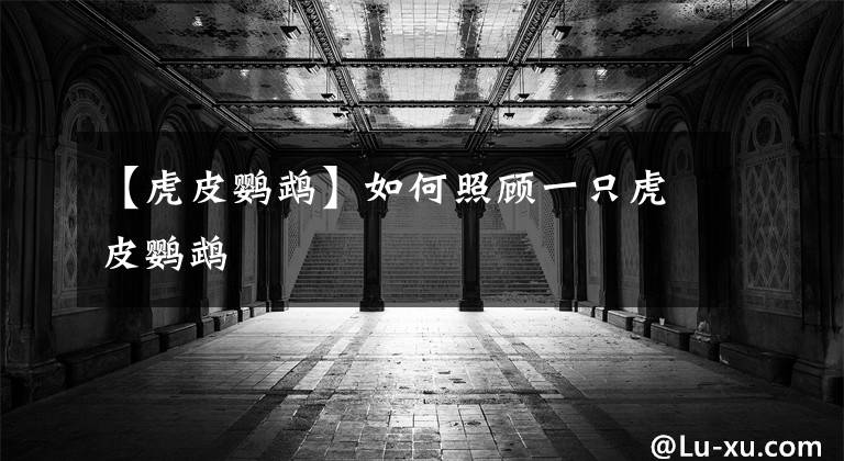 【虎皮鹦鹉】如何照顾一只虎皮鹦鹉