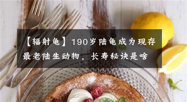 【辐射龟】190岁陆龟成为现存最老陆生动物，长寿秘诀是啥？人类已得到启发