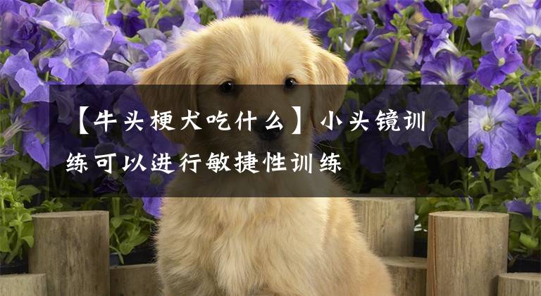 【牛头梗犬吃什么】小头镜训练可以进行敏捷性训练