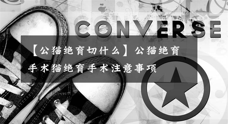 【公猫绝育切什么】公猫绝育手术猫绝育手术注意事项