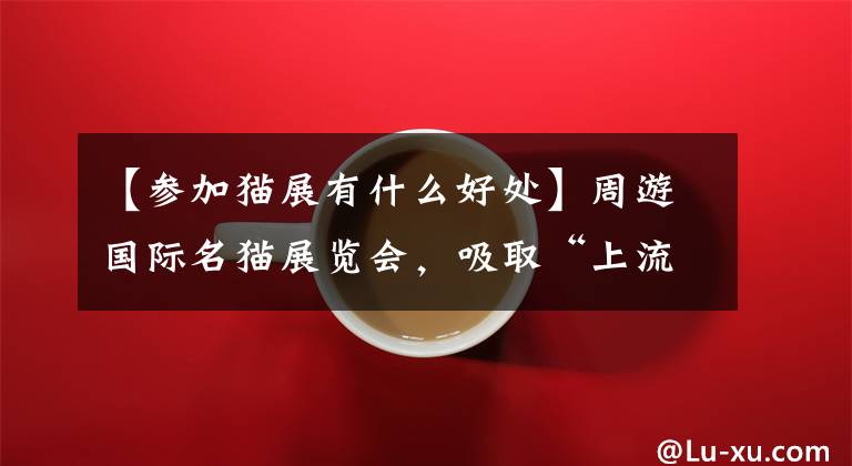 【参加猫展有什么好处】周游国际名猫展览会,吸取“上流社会”的主人们