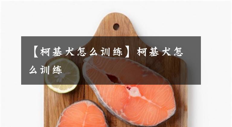 【柯基犬怎么训练】柯基犬怎么训练