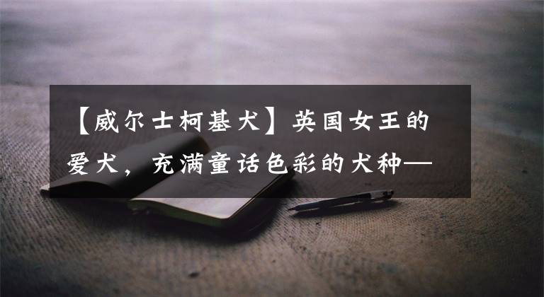 【威尔士柯基犬】英国女王的爱犬,充满童话色彩的犬种——柯基犬