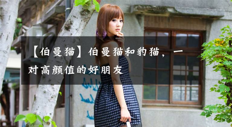 【伯曼猫】伯曼猫和豹猫，一对高颜值的好朋友