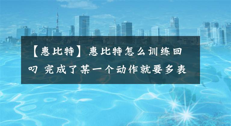 【惠比特】惠比特怎么训练回叼 完成了某一个动作就要多表扬