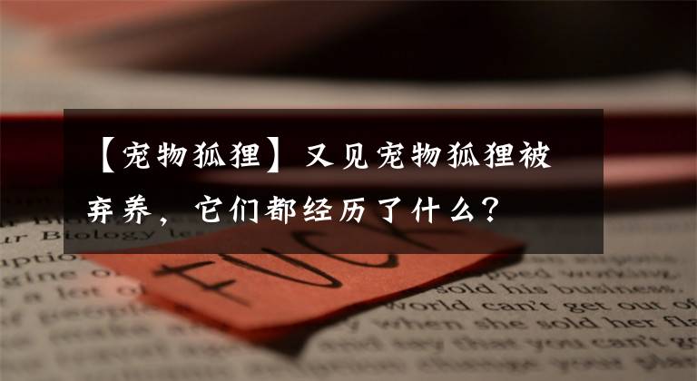 【宠物狐狸】又见宠物狐狸被弃养，它们都经历了什么？