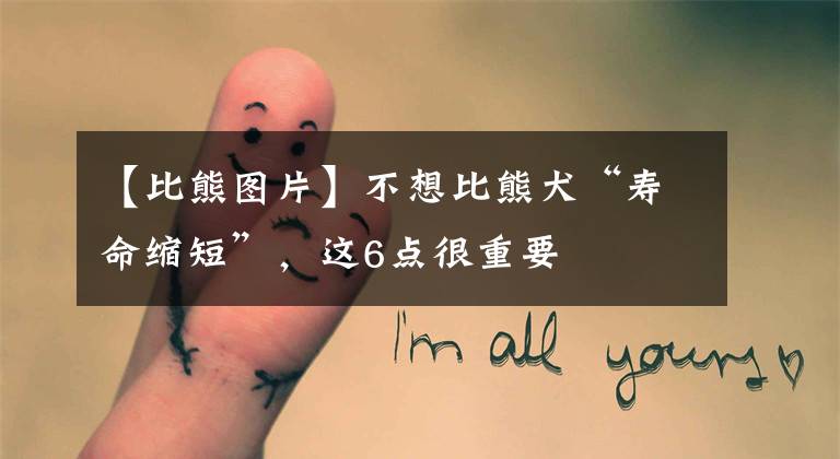 【比熊图片】不想比熊犬“寿命缩短”,这6点很重要