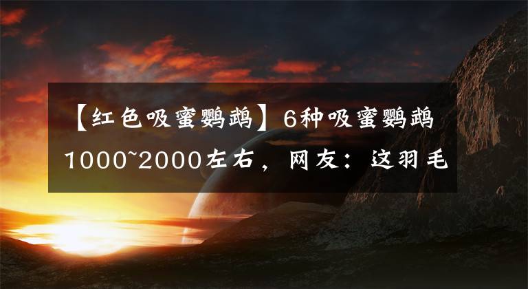 【红色吸蜜鹦鹉】6种吸蜜鹦鹉1000~2000左右，网友：这羽毛像假的一样
