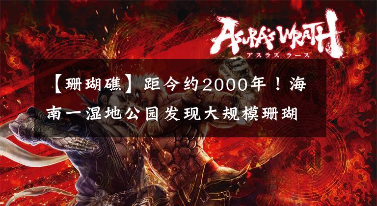【珊瑚礁】距今约2000年！海南一湿地公园发现大规模珊瑚礁遗迹