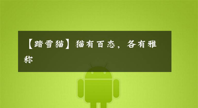【踏雪猫】猫有百态，各有雅称