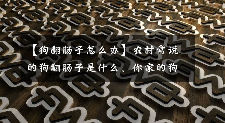 【狗翻肠子怎么办】农村常说的狗翻肠子是什么，你家的狗狗有没有
