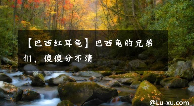 【巴西红耳龟】巴西龟的兄弟们,傻傻分不清