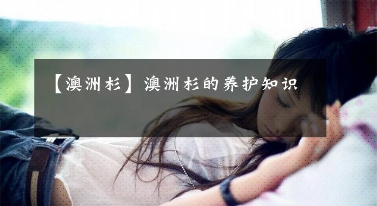 【澳洲杉】澳洲杉的养护知识