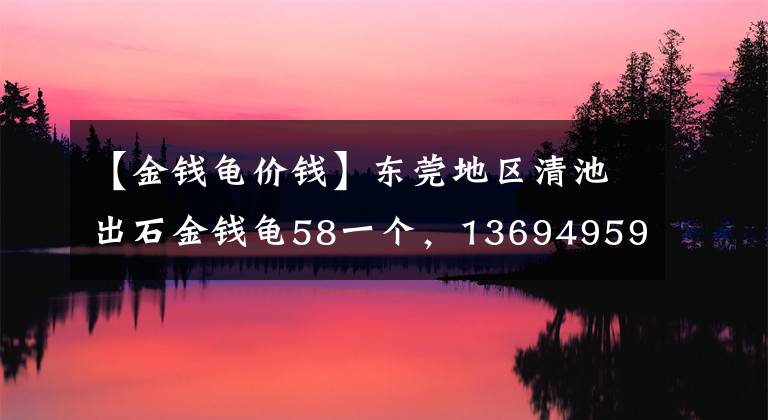 【金钱龟价钱】东莞地区清池出石金钱龟58一个,13694959199